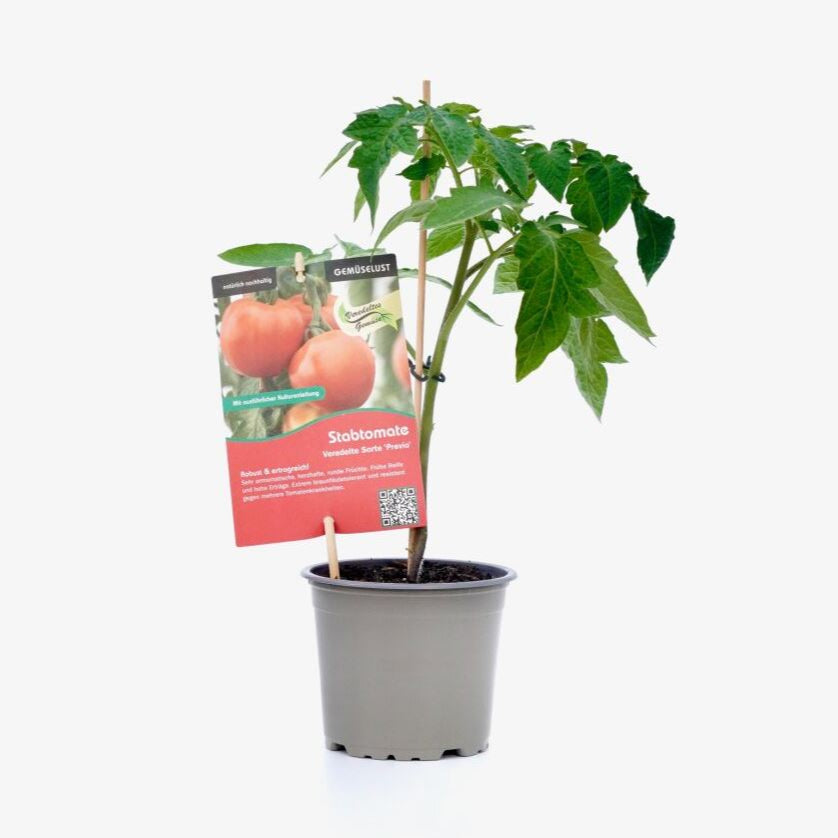 Tomate 'Previa', veredelt