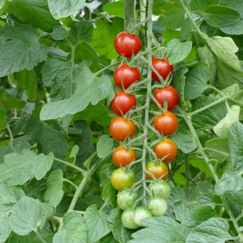 Cocktailtomate 'Sweet Cherry', veredelt