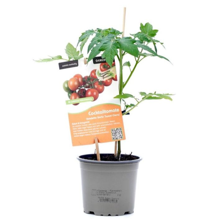Cocktailtomate 'Sweet Cherry', veredelt