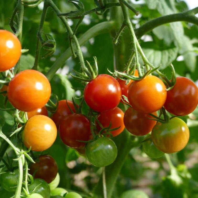 Cherrytomate 'Pepe', F1, veredelt