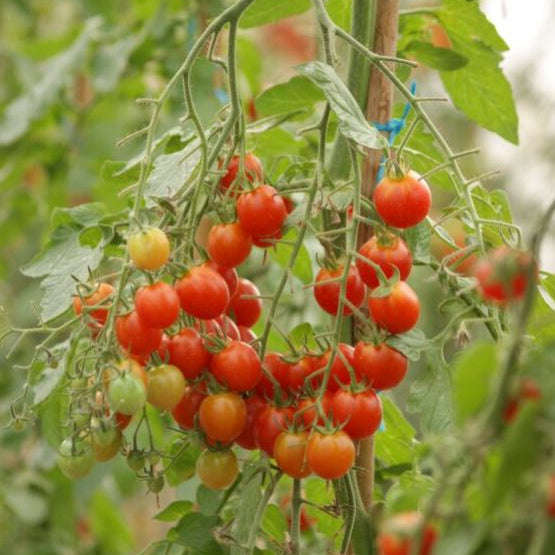 Cherrytomate 'Pepe', F1, veredelt