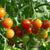 Cherrytomate 'Pepe', F1, veredelt