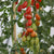 Cherrytomate 'Trilly', F1, veredelt