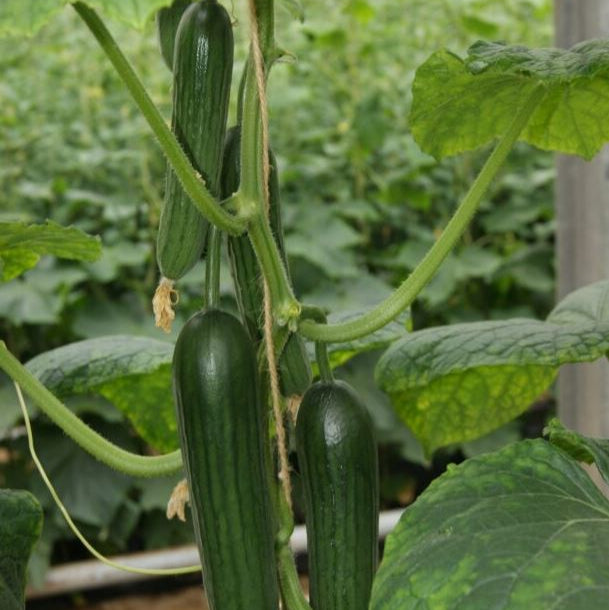 Mini-Gurke 'Rimoni', veredelt