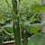 Mini-Gurke 'Rimoni', veredelt