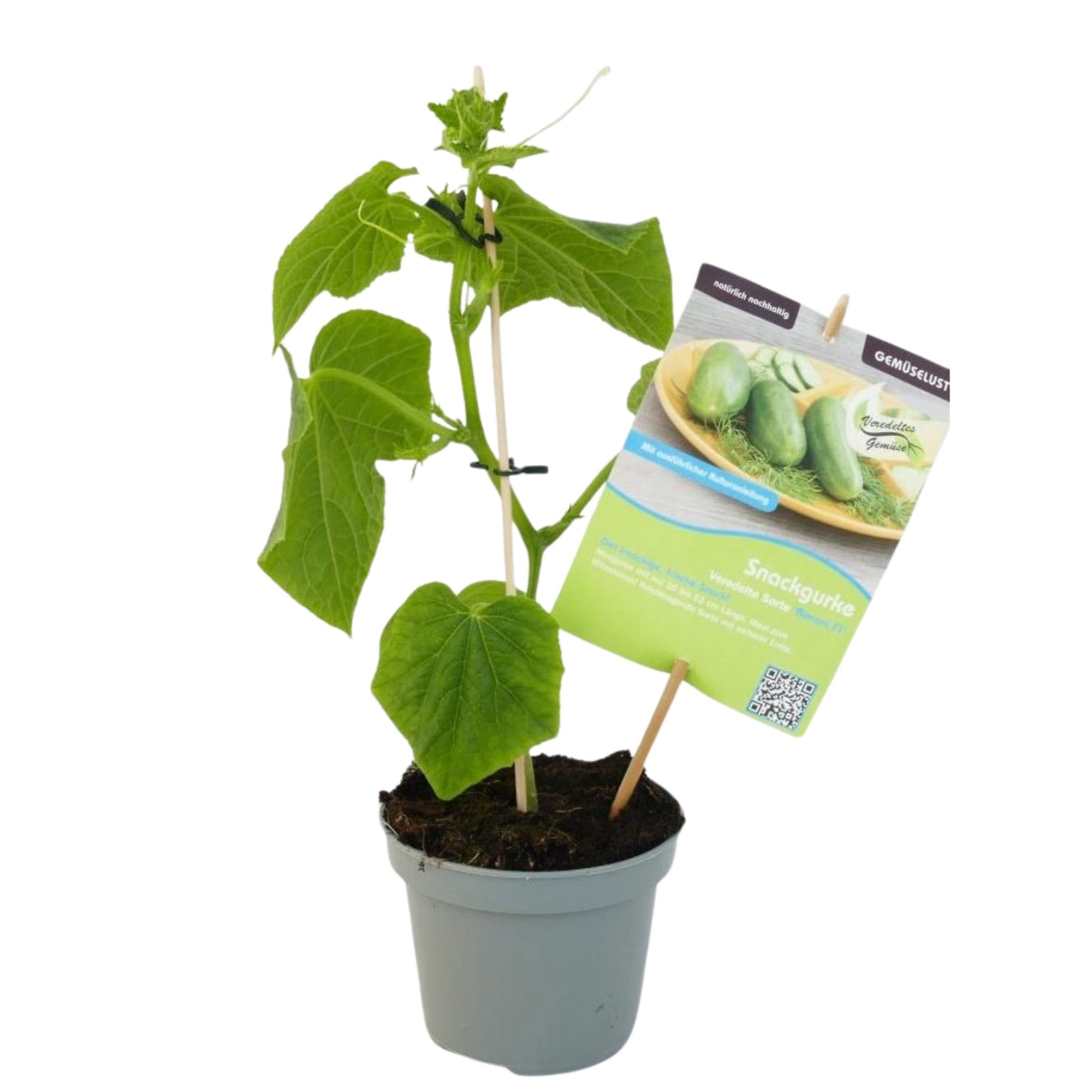 Mini-Gurke 'Rimoni', veredelt