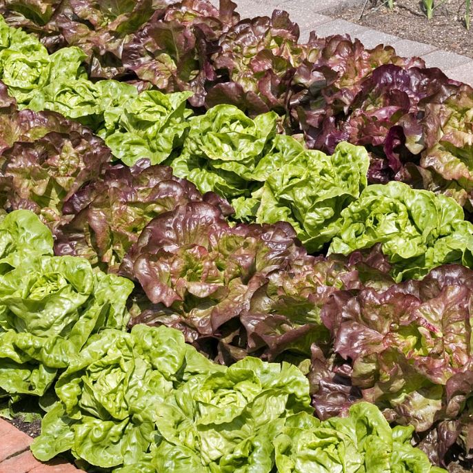 Gemüse-Set "Kopfsalat-Mix in Rot & Grün"