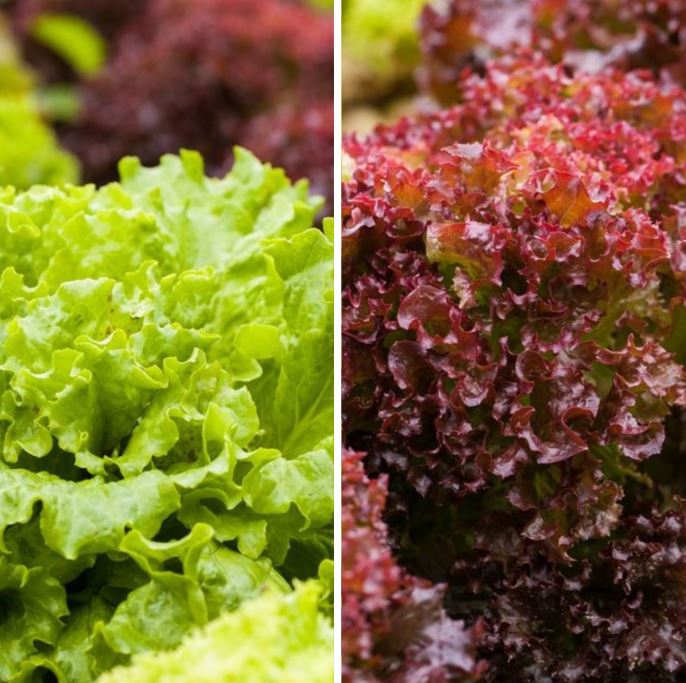 Gemüse-Set "Pflücksalat-Mix"