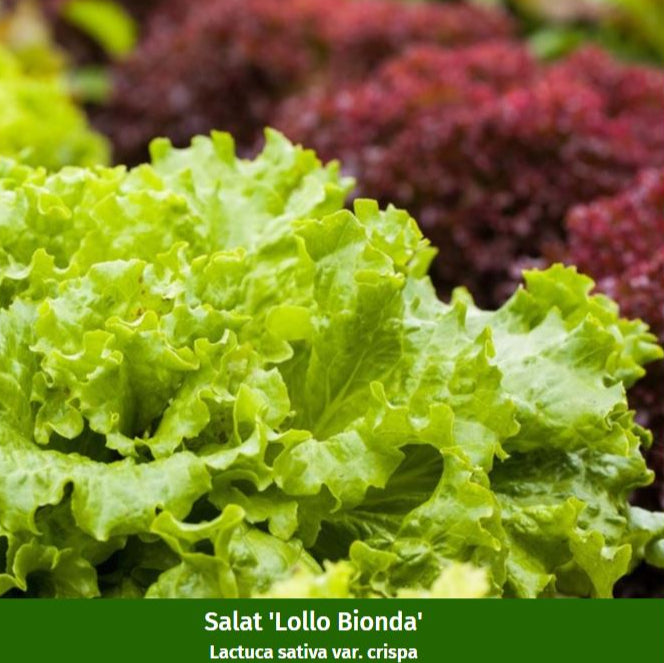 Gemüse-Set "Pflücksalat-Mix"