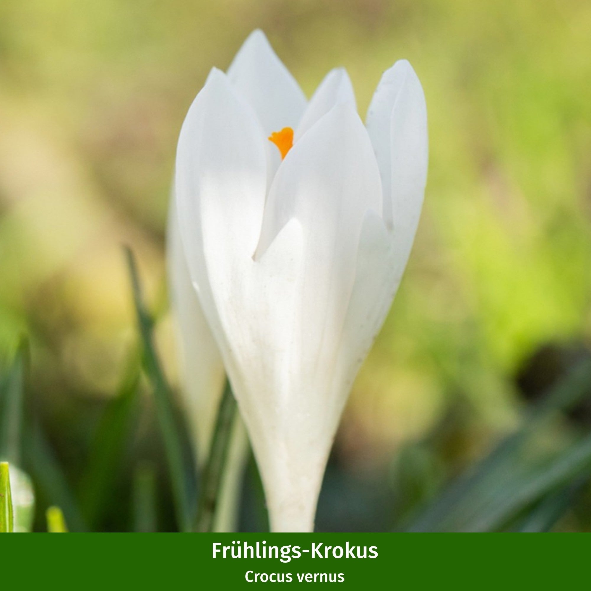 Balkonblumen "Pflegeleichte Pastellblüten"