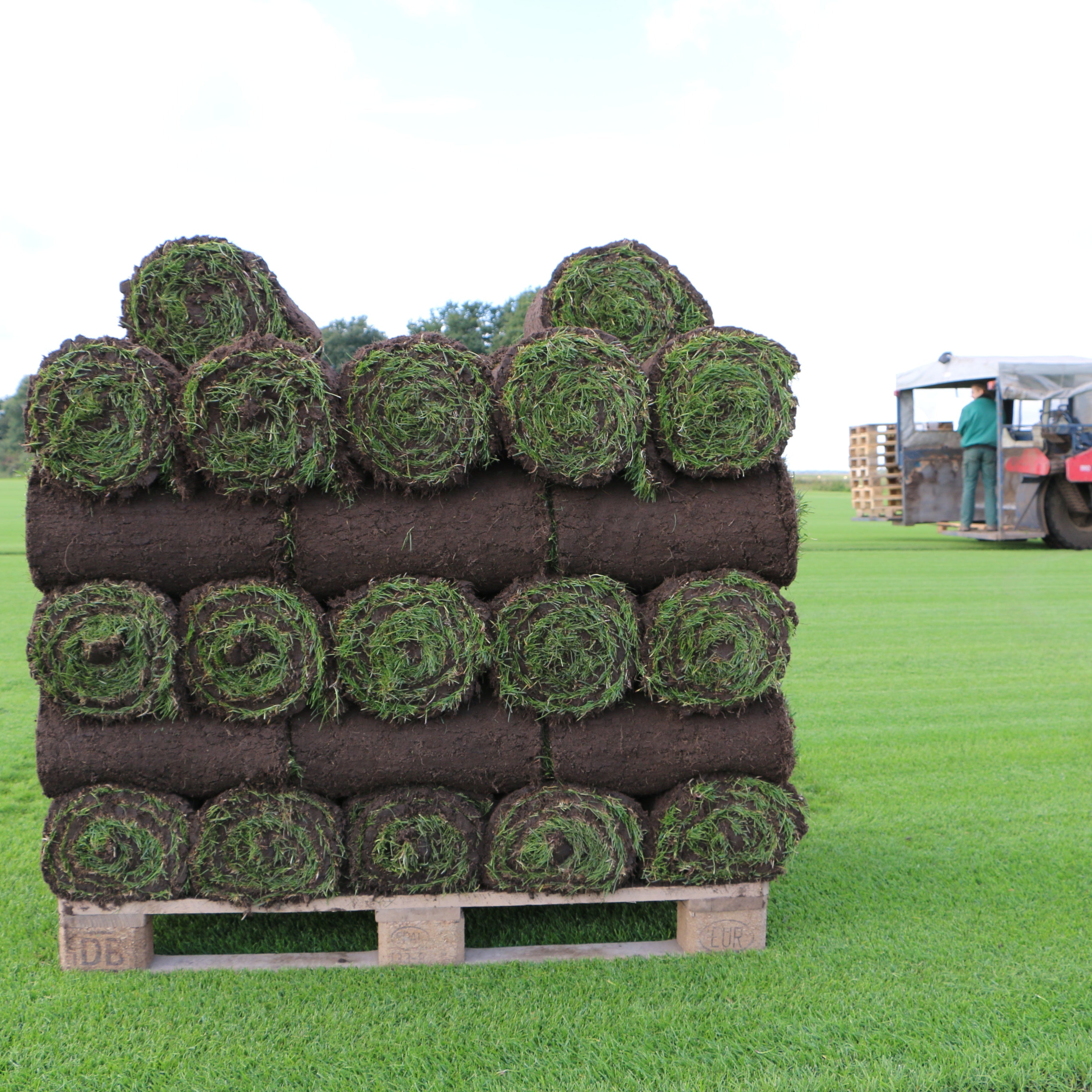 Rollrasen Premium