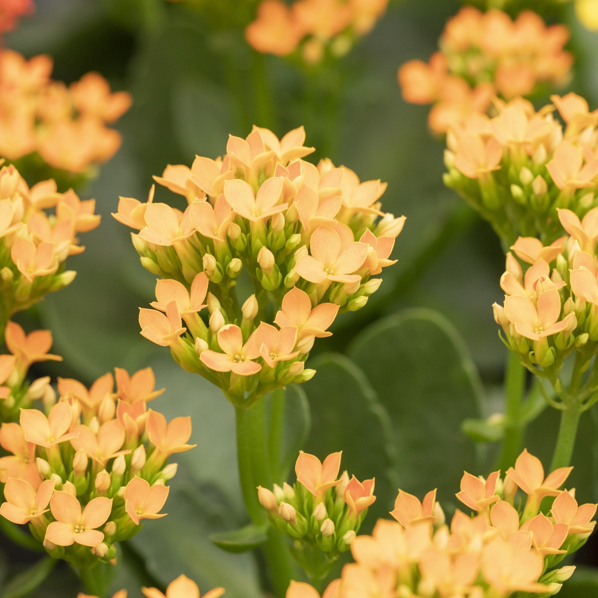 Mini-Flammendes Käthchen