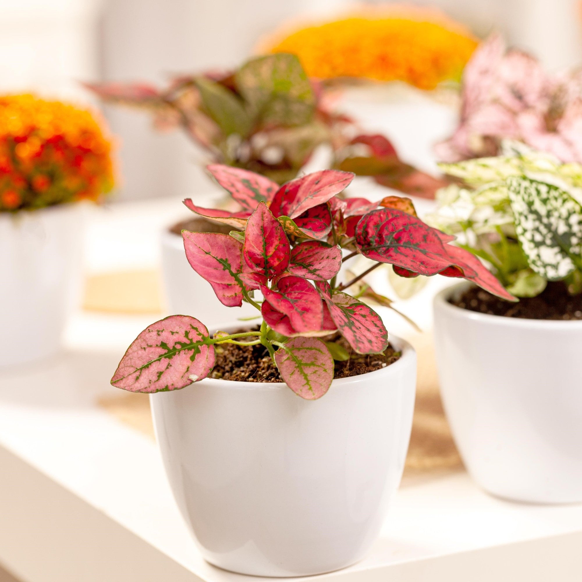 Mini-Punktblume