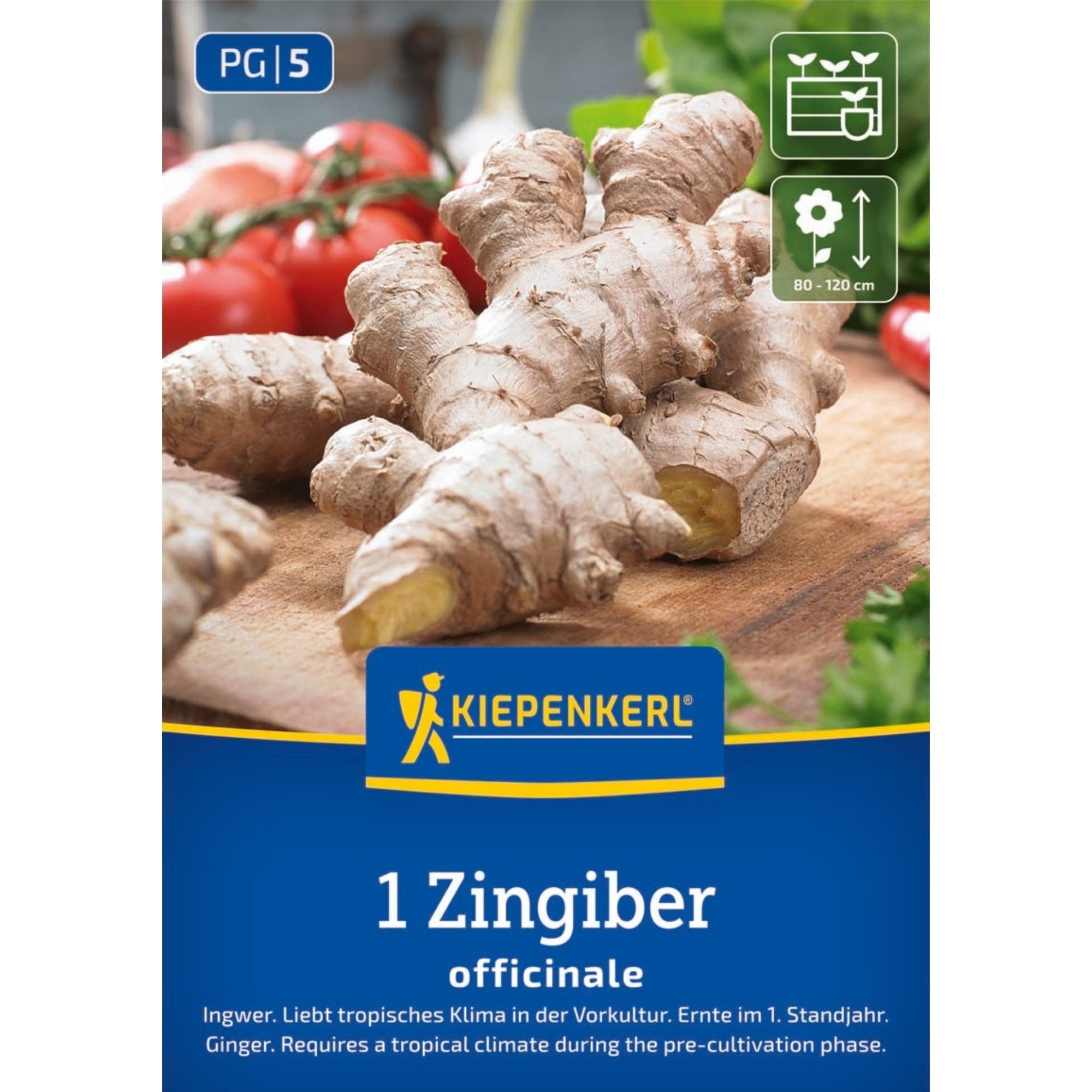 Kiepenkerl Ingwer-Samen