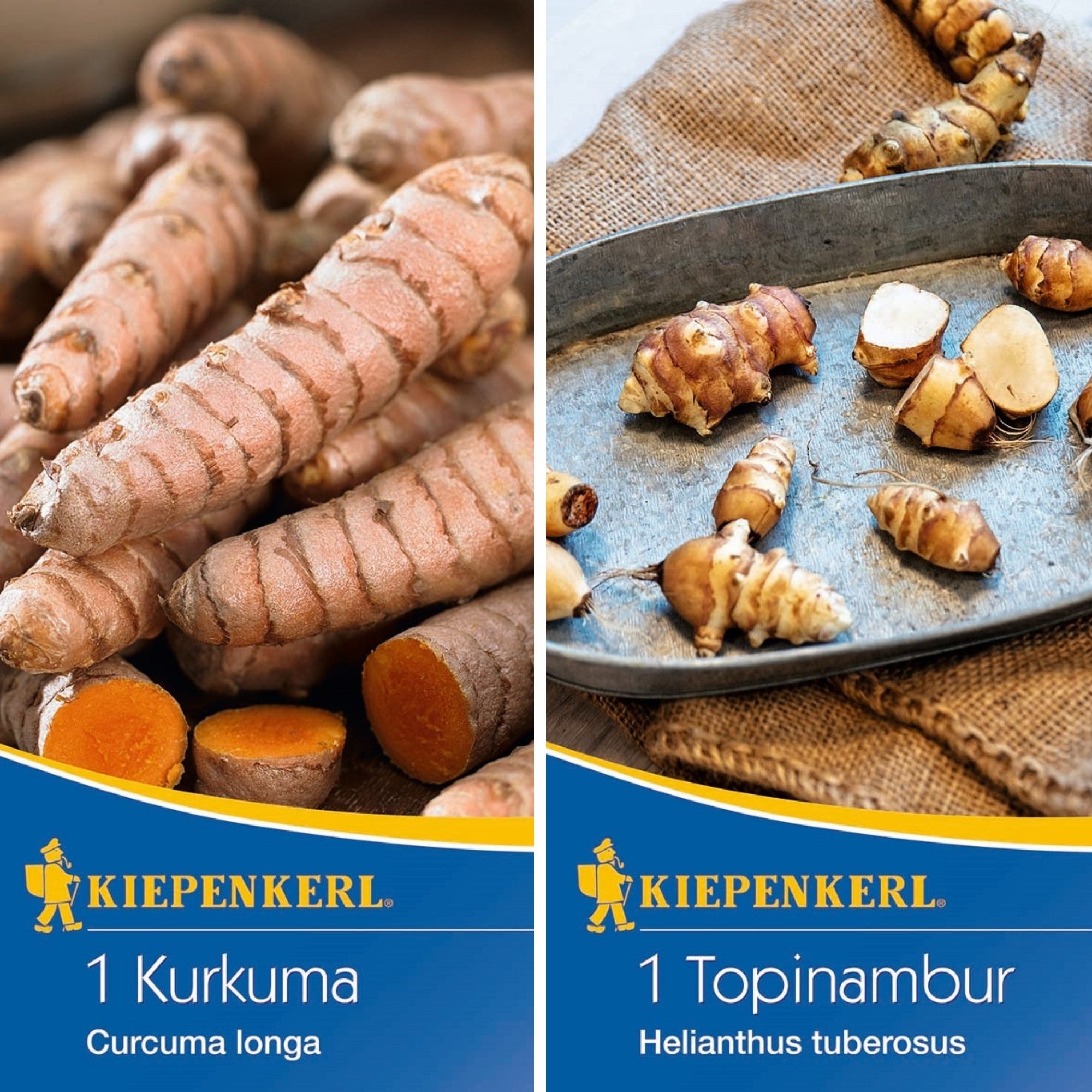 Kiepenkerl Samen-Set "Aromatische Wurzelgewächse"