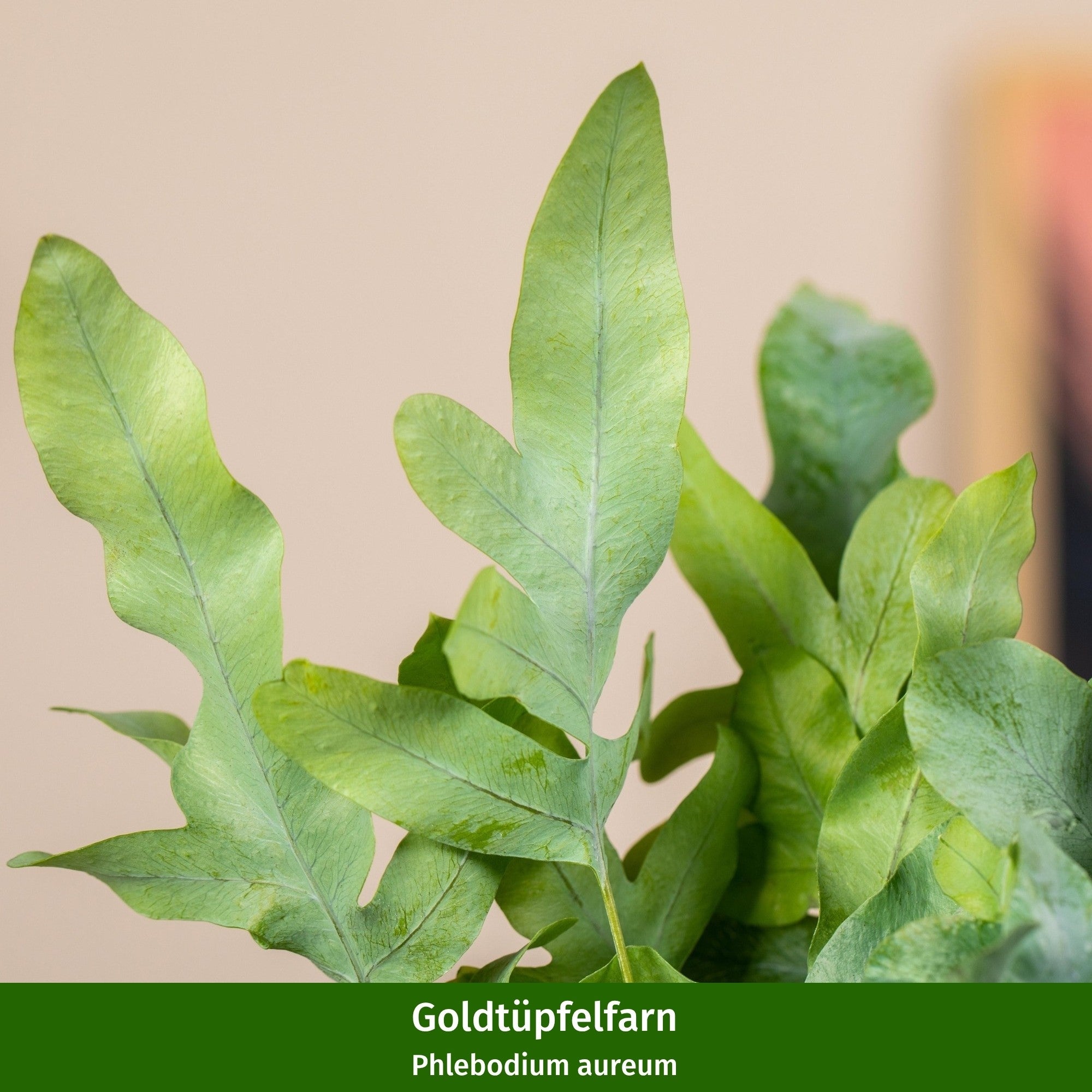 Zimmerpflanzen-Set "Vielfältige Blattfreunde"