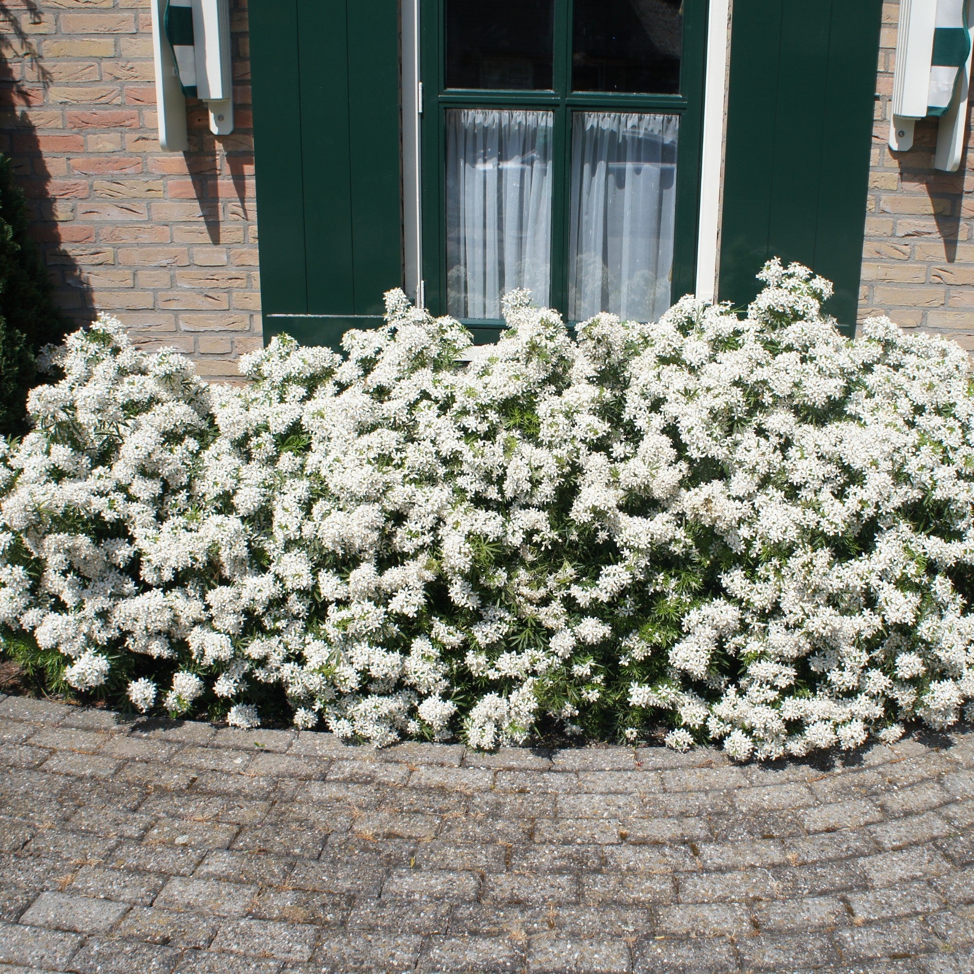 Orangenblume 'White Dazzler®'