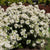 Orangenblume 'White Dazzler®'