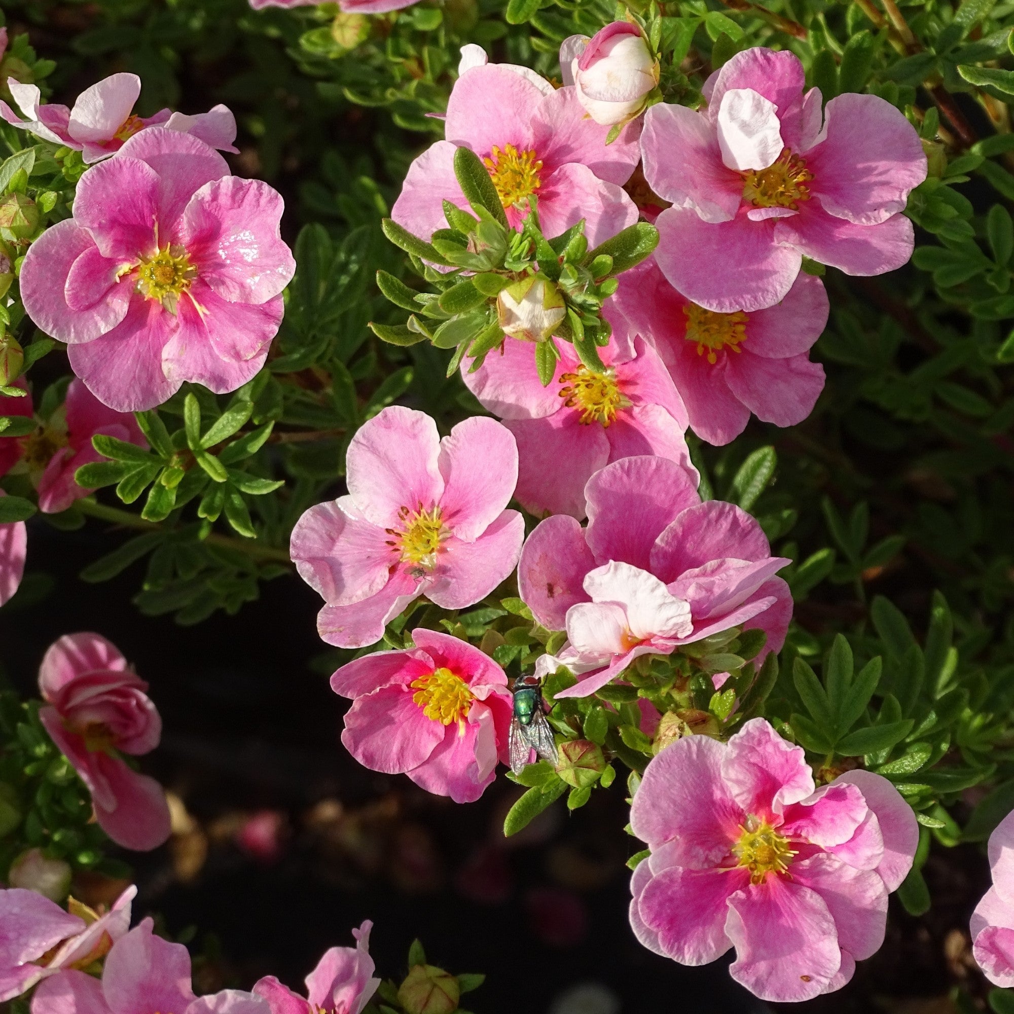 Fingerstrauch 'Bella Rosa'ⓢ