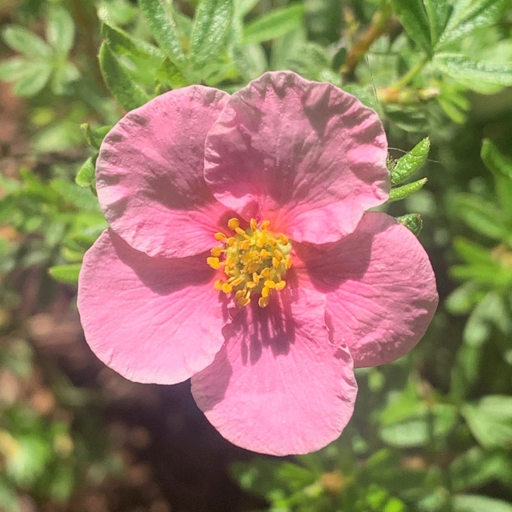 Fingerstrauch 'Bella Rosa'ⓢ