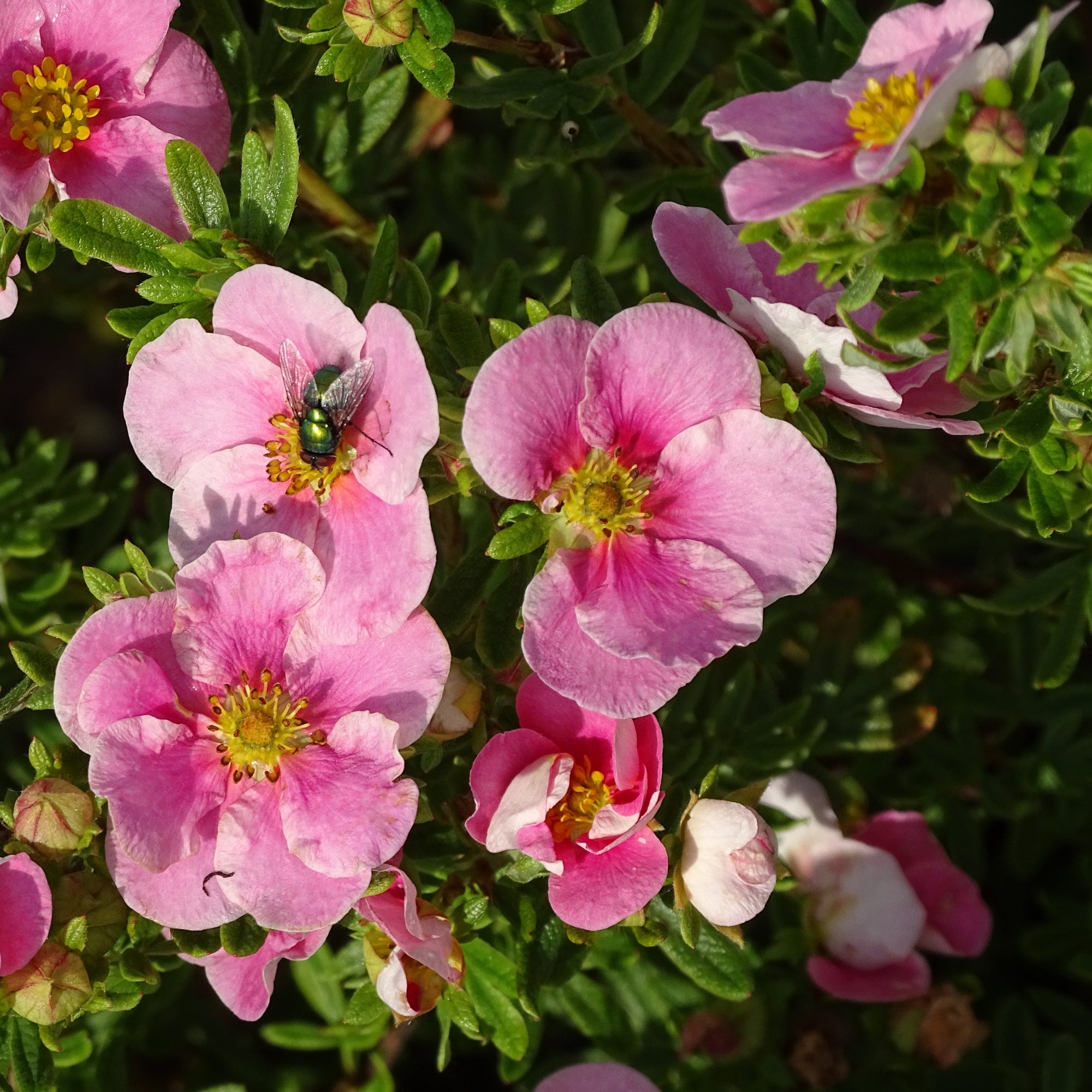 Fingerstrauch 'Bella Rosa'ⓢ