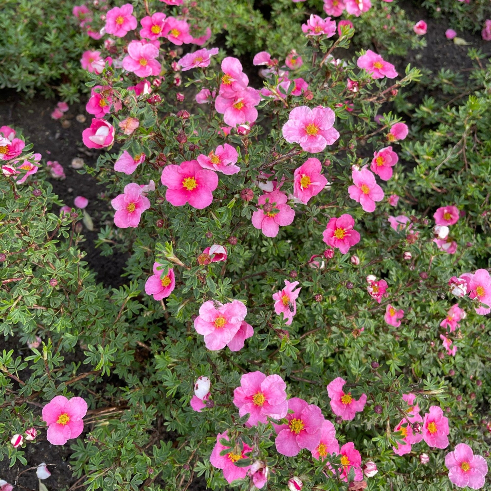 Fingerstrauch 'Bella Rosa'ⓢ