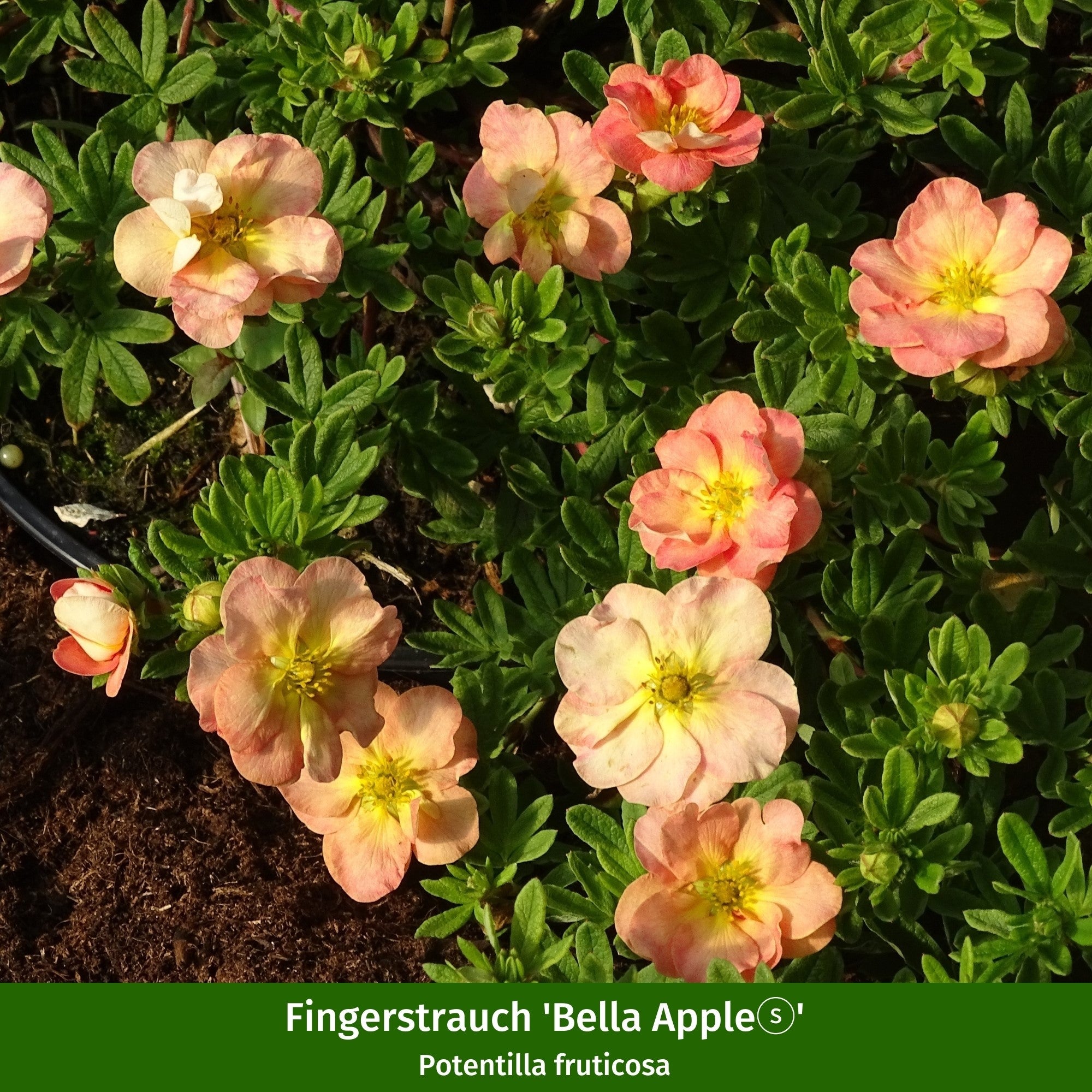 Pflanzen-Set "Summende Farbvielfalt"
