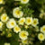 Fingerstrauch 'Lemon Meringue®'