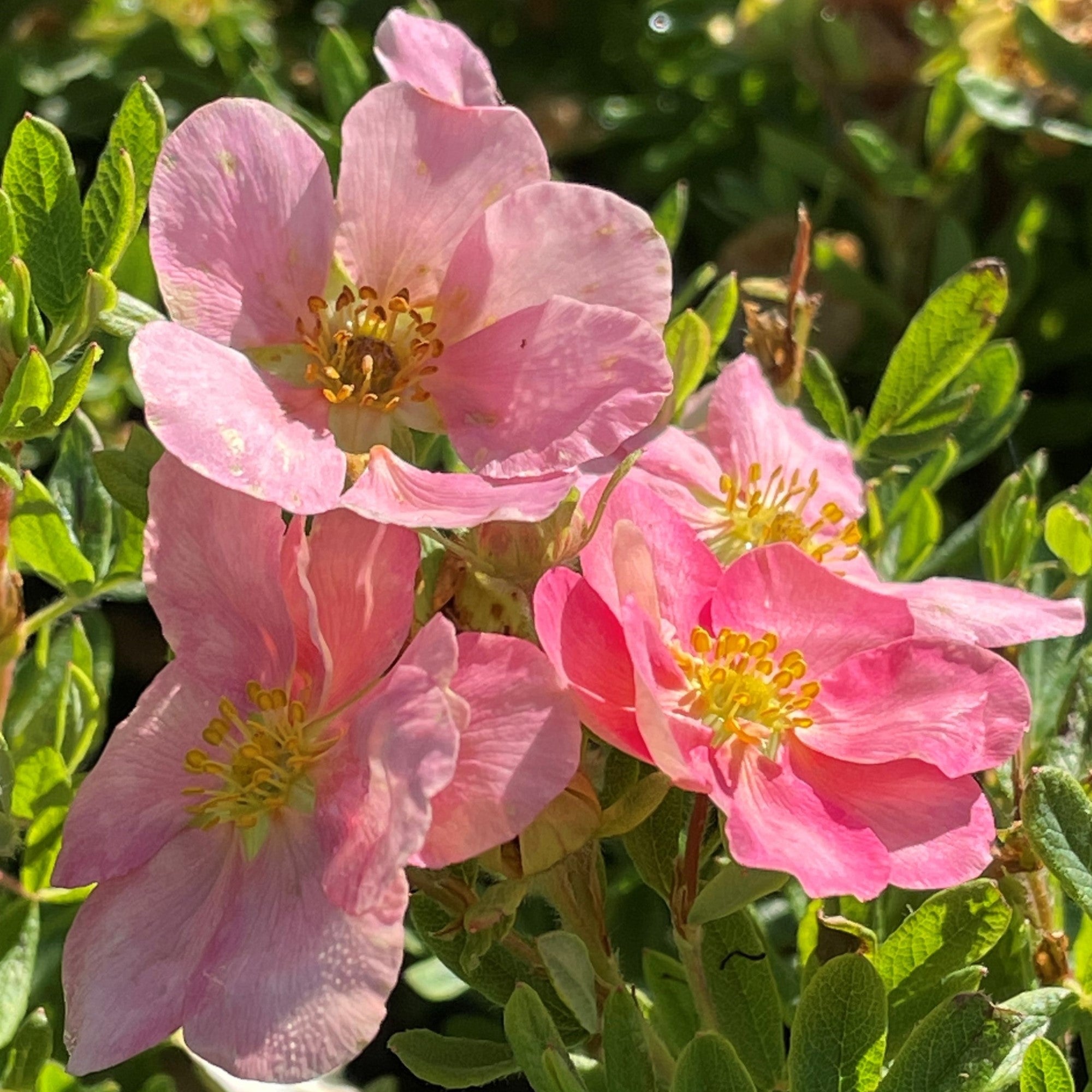 Fingerstrauch 'Lovely Pink®'