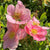Fingerstrauch 'Lovely Pink®'