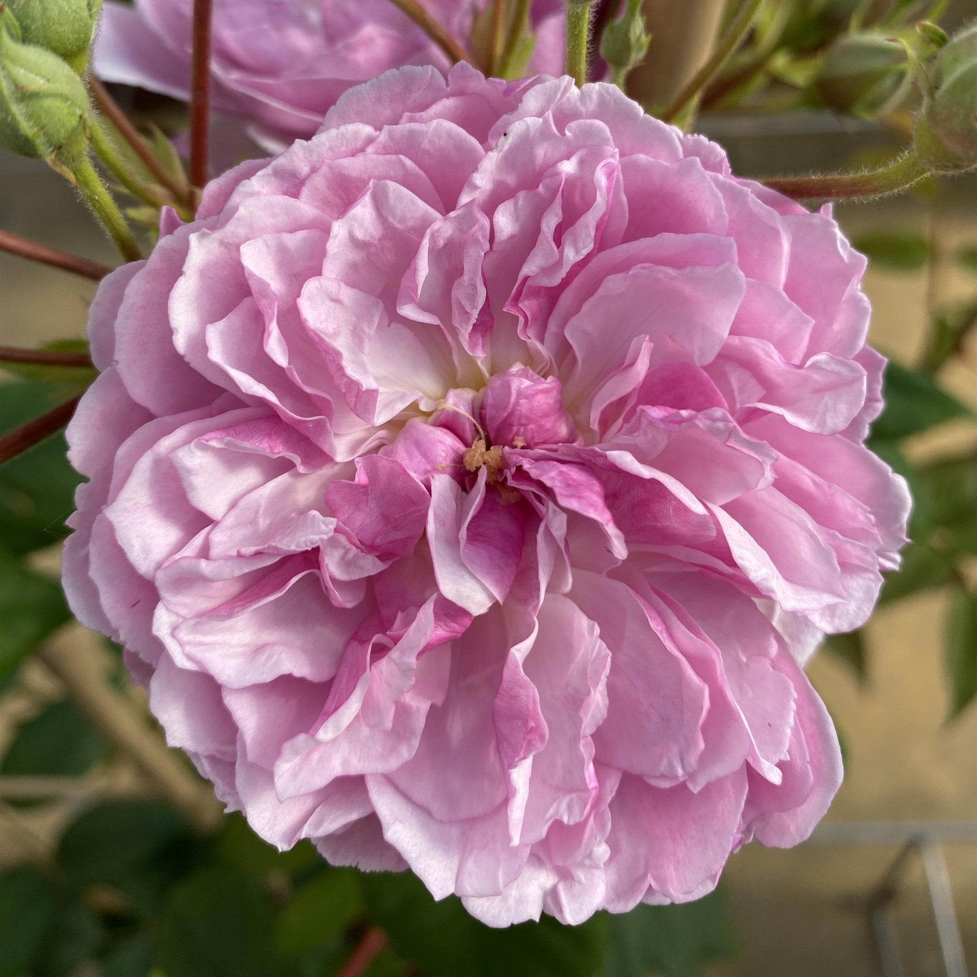 Ramblerrose 'Romantic Siluetta®'