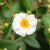 Ramblerrose 'Rambling Rector'