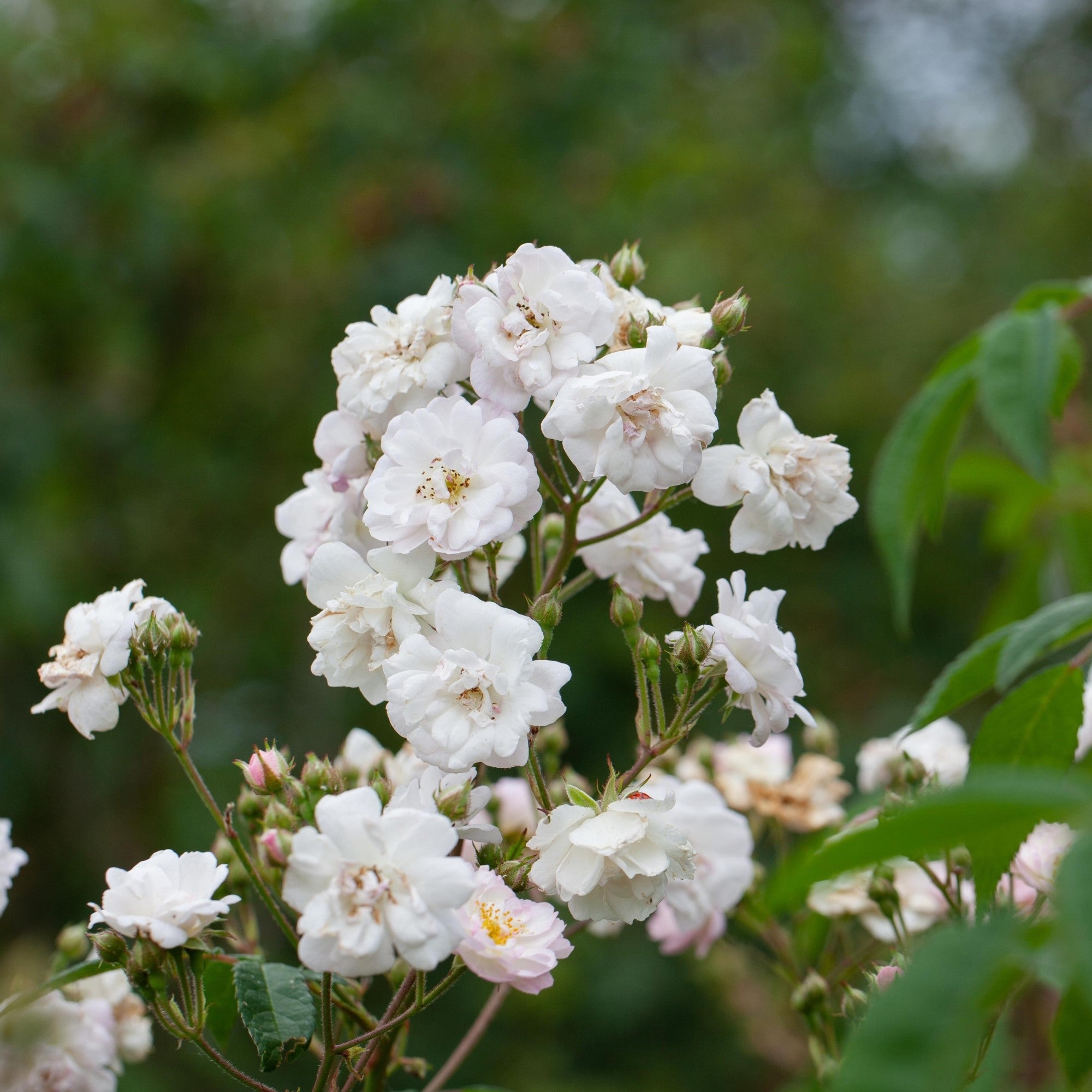 Ramblerrose 'Paul's Himalayan Musk'