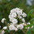 Ramblerrose 'Paul's Himalayan Musk'