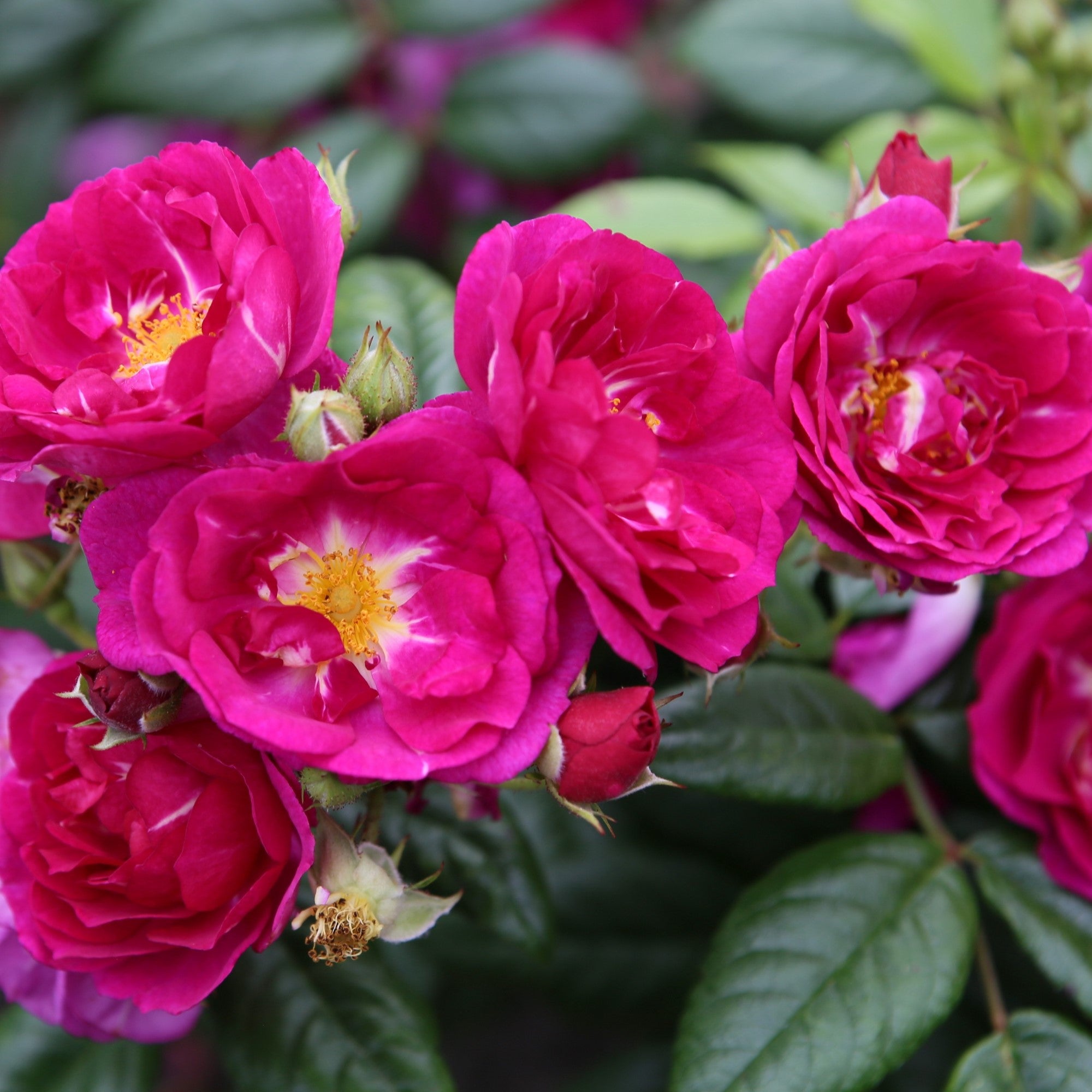Ramblerrose 'Purple Siluetta®'