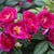Ramblerrose 'Purple Siluetta®'