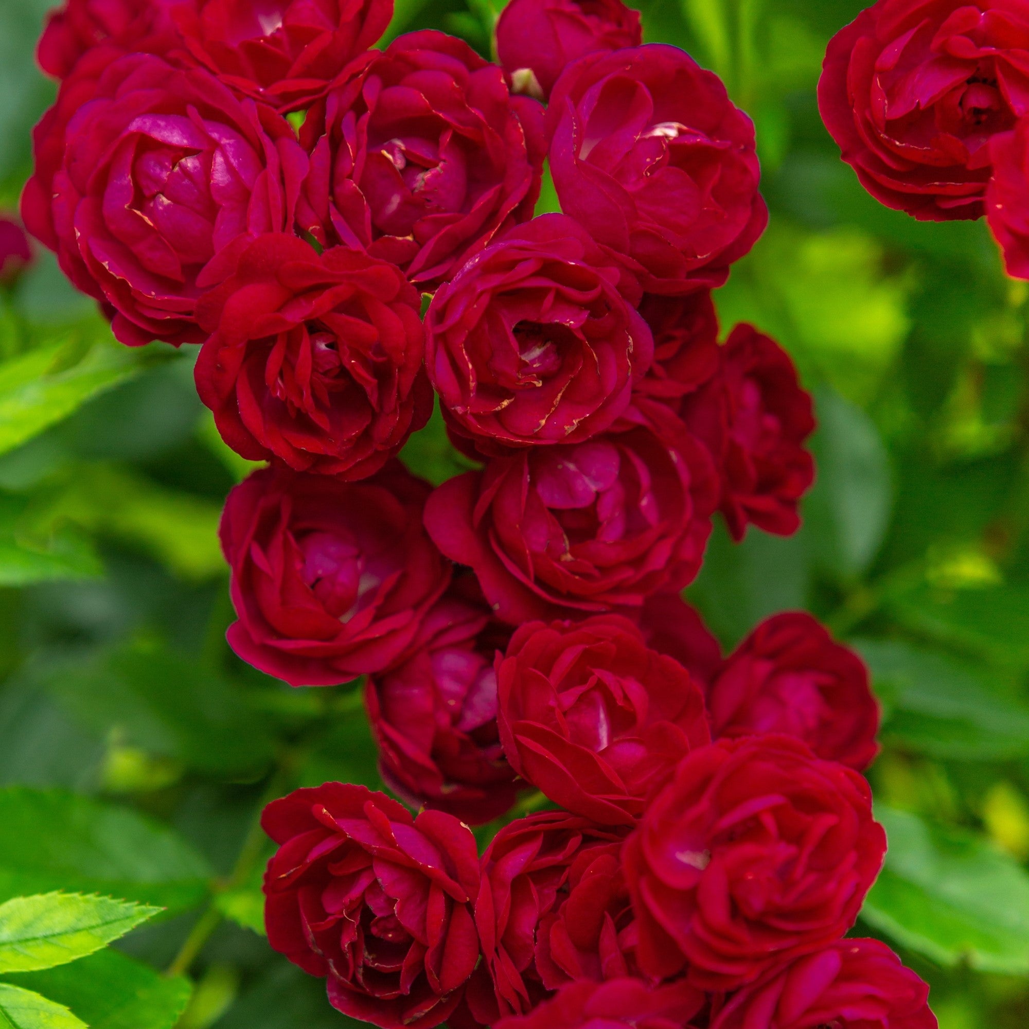 Ramblerrose 'Perennial Domino®'
