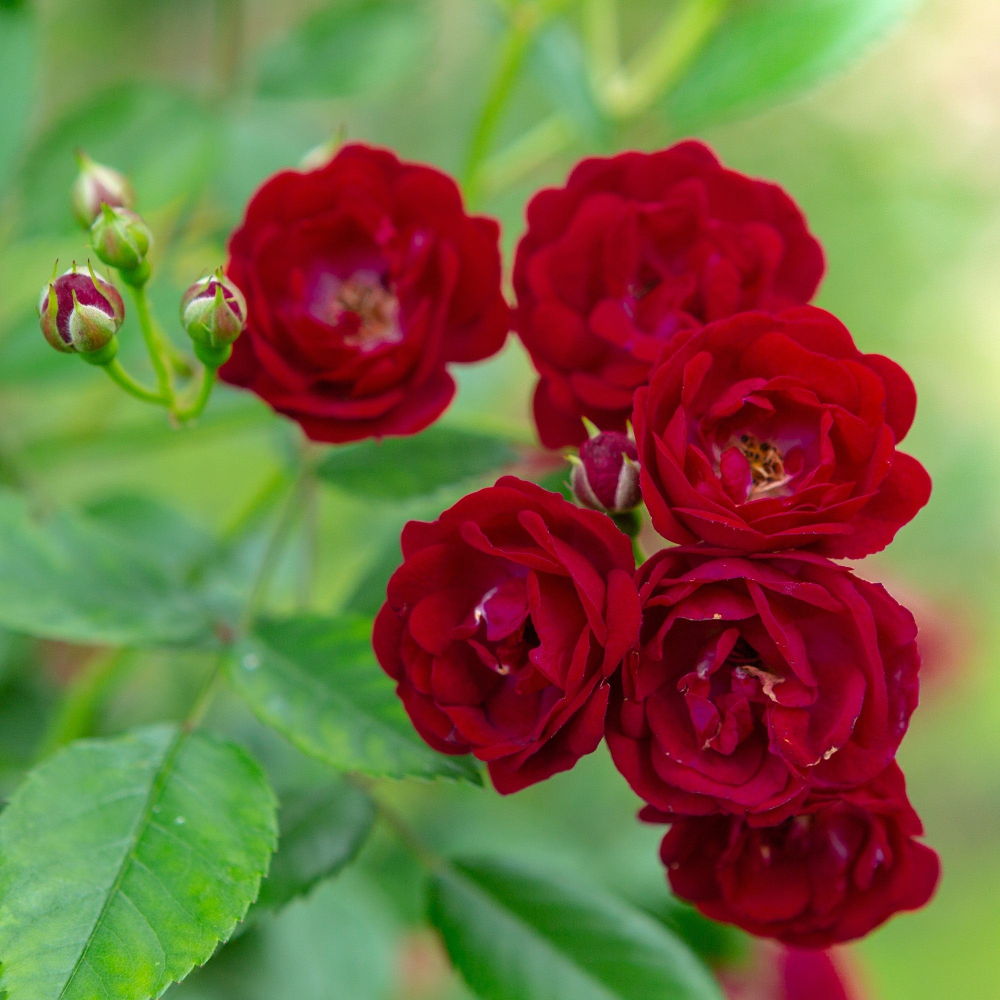 Ramblerrose 'Perennial Domino®'