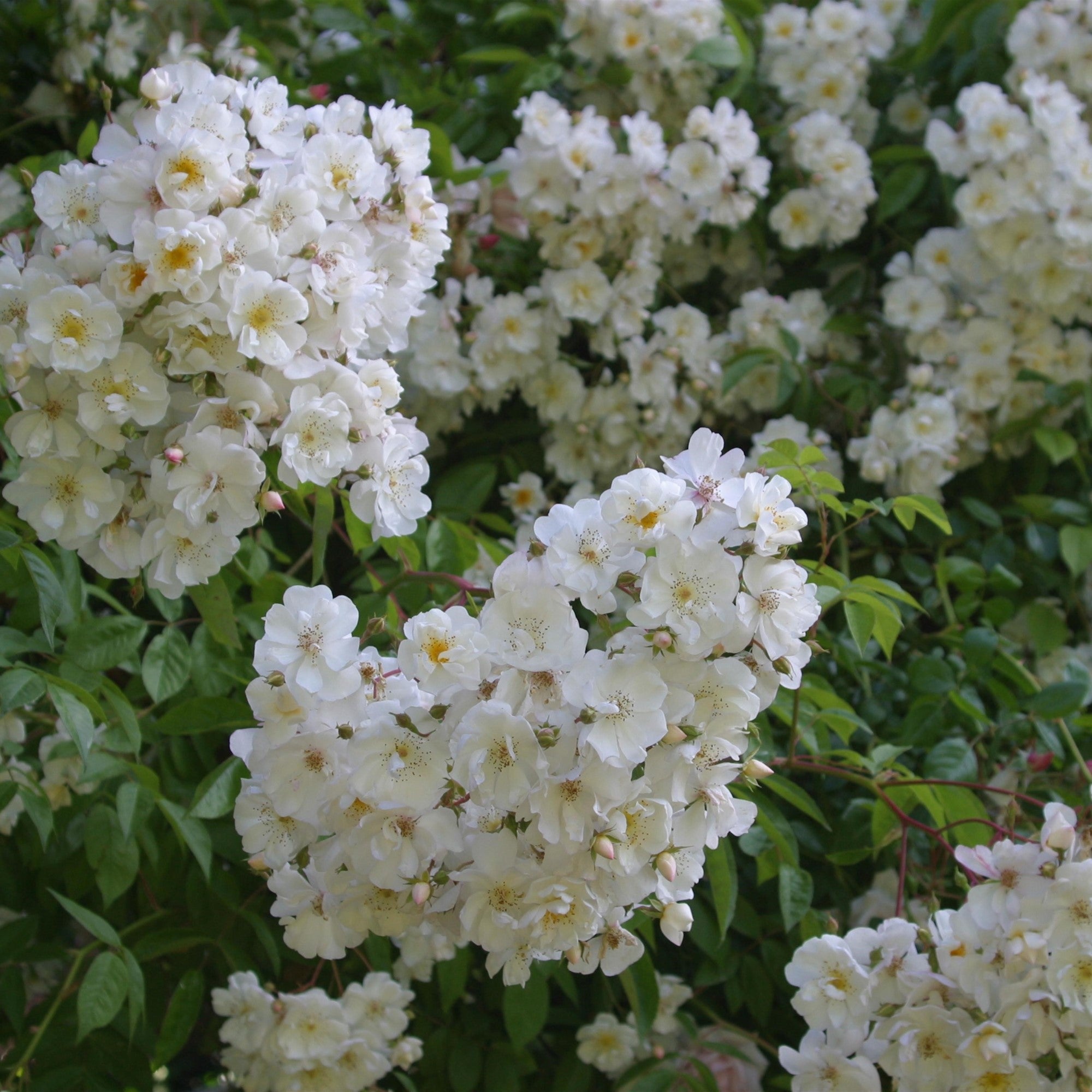 Ramblerrose 'Bobby James'