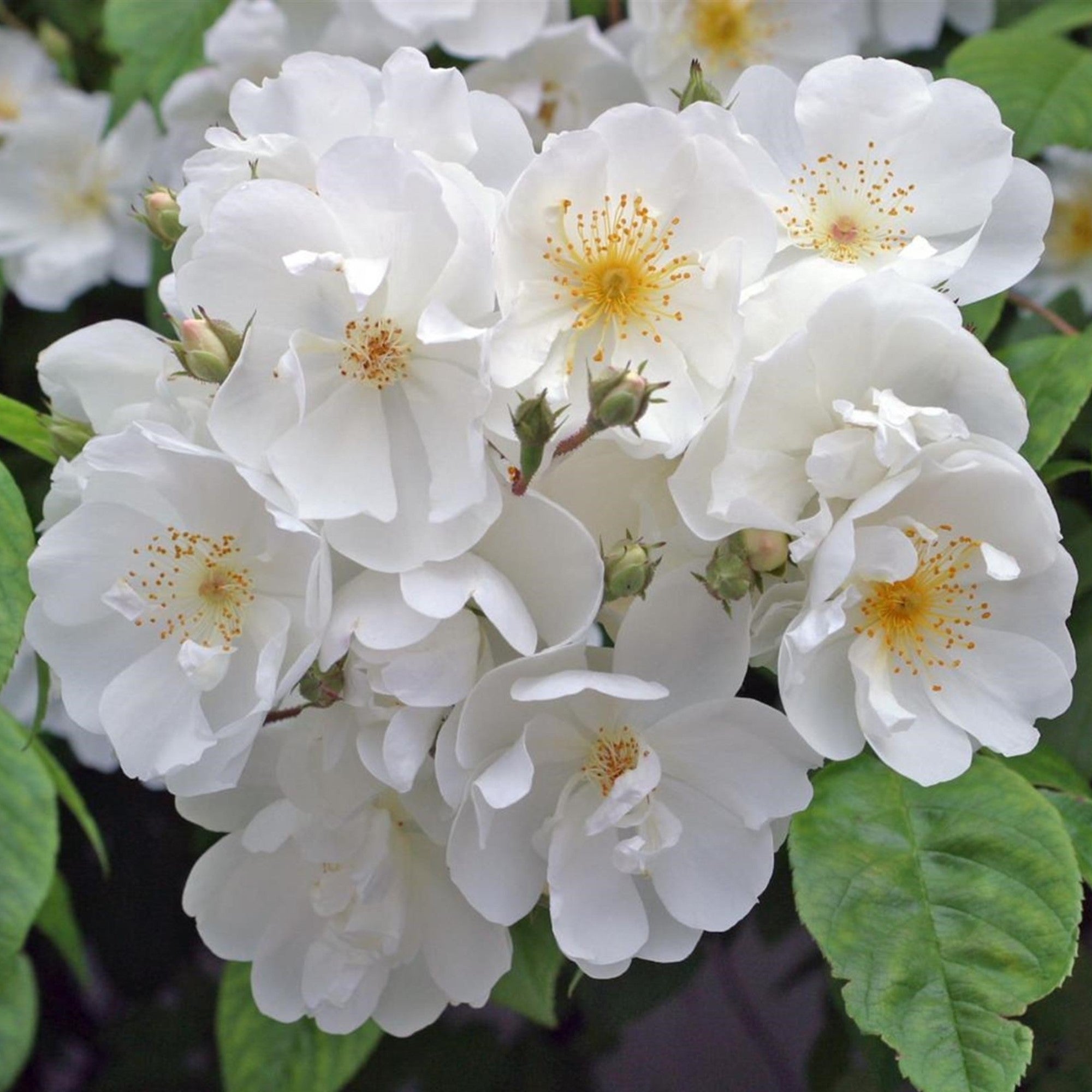 Ramblerrose 'Bobby James'