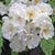 Ramblerrose 'Bobby James'