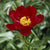 Pfingstrose 'Scarlet o'Hara'