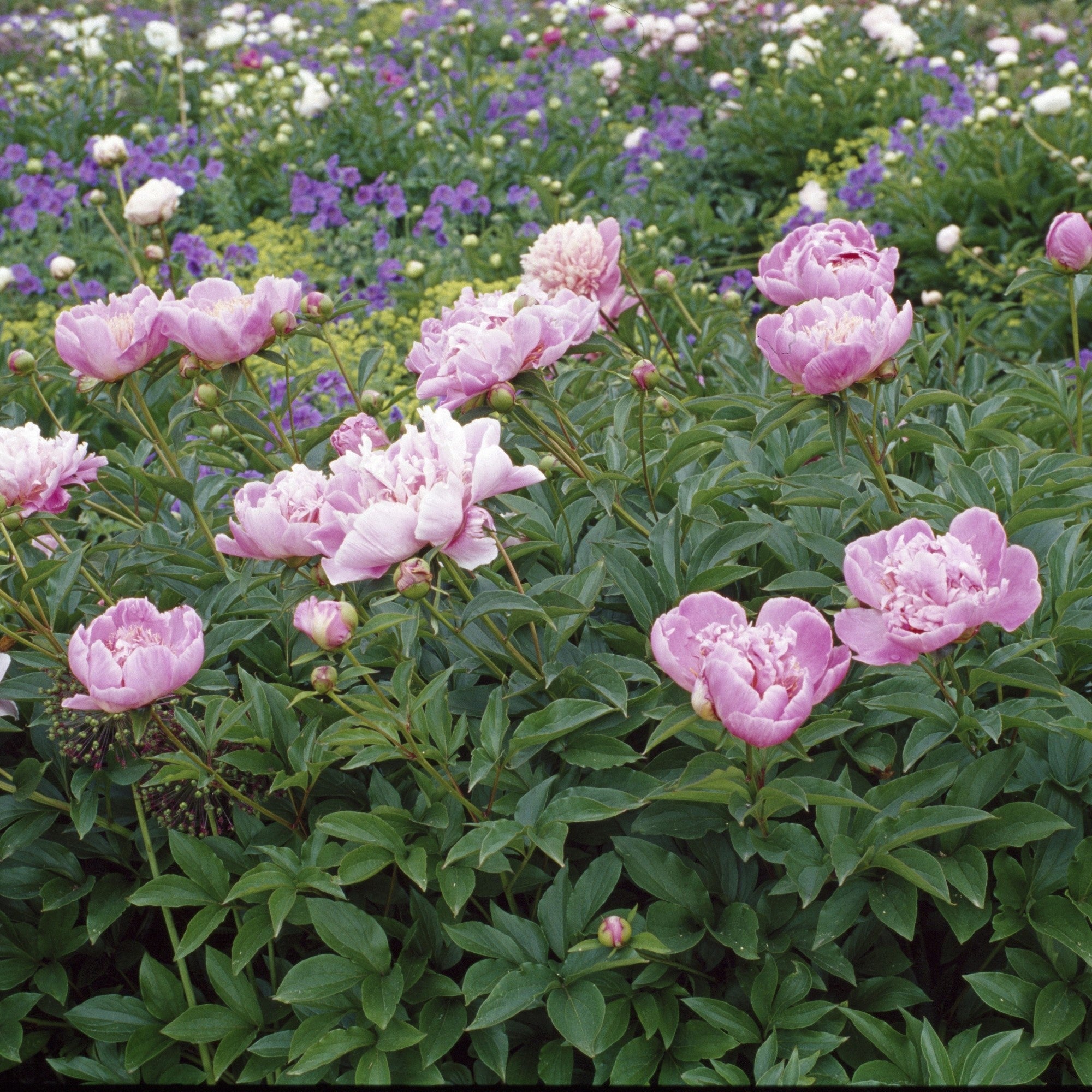 Pfingstrose 'Sarah Bernhardt'