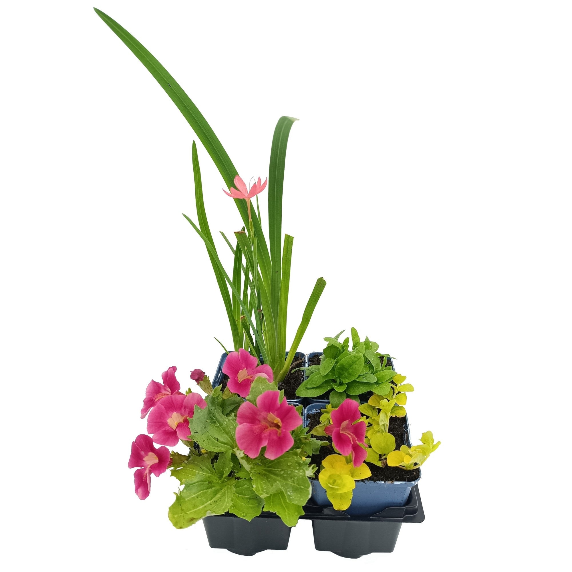 Wasserpflanzen-Set "Blühende Teichidylle"