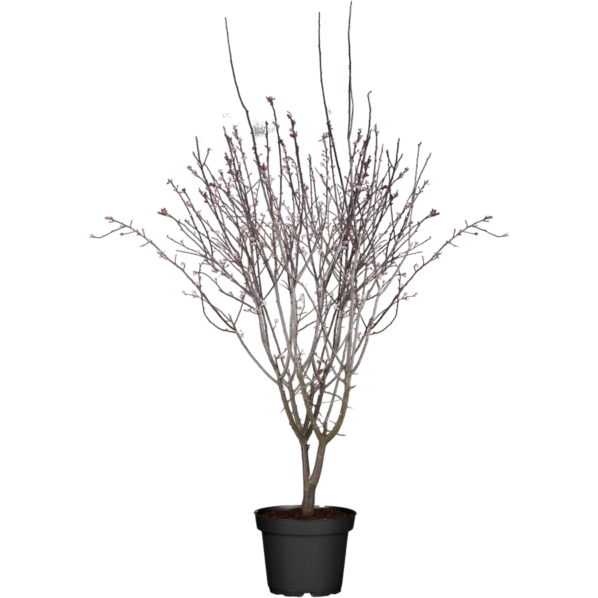 Blutpflaume 'Nigra'