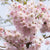 Zierkirsche 'Autumnalis Rosea'