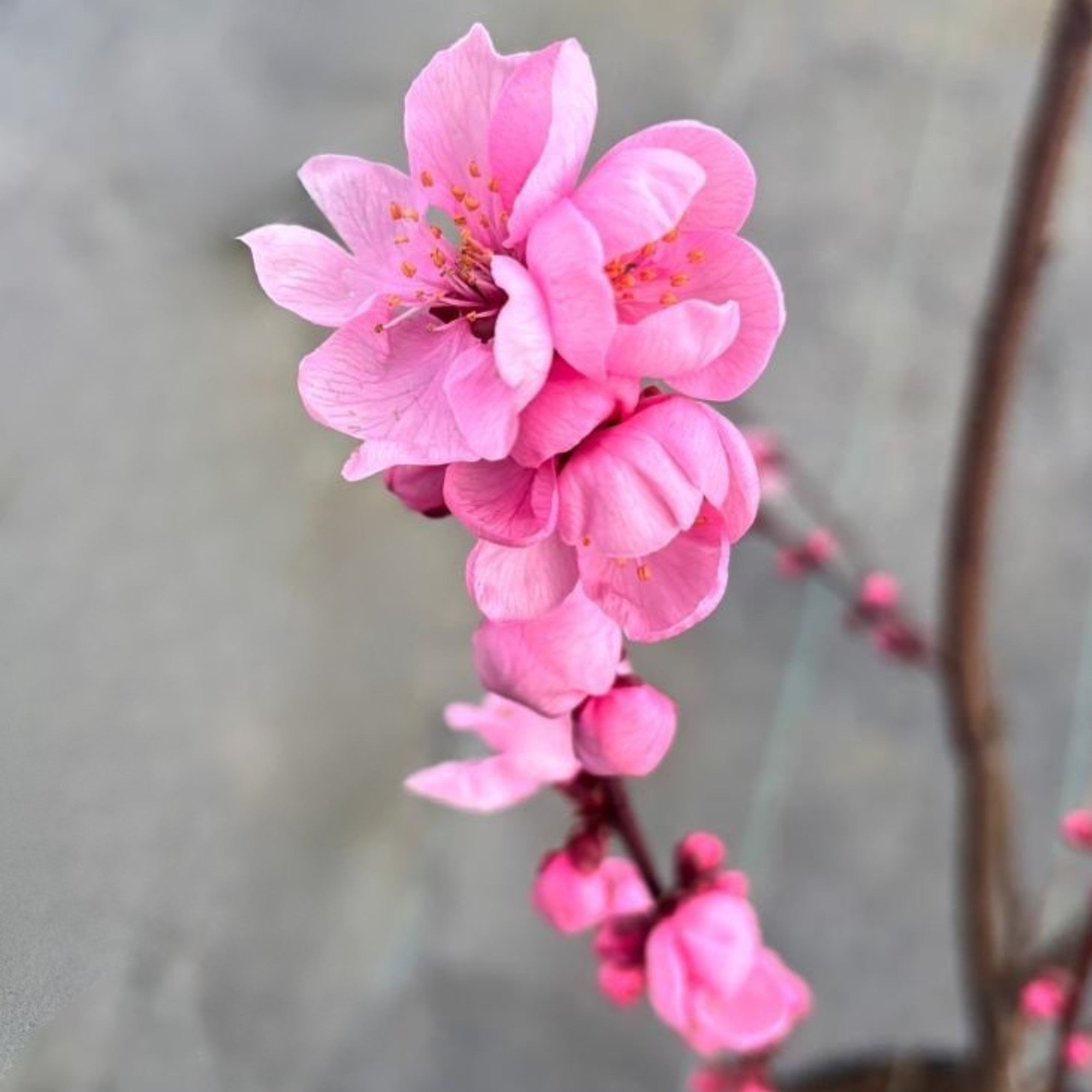 Zierpfirsich 'Spring Glow'