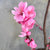 Zierpfirsich 'Spring Glow'