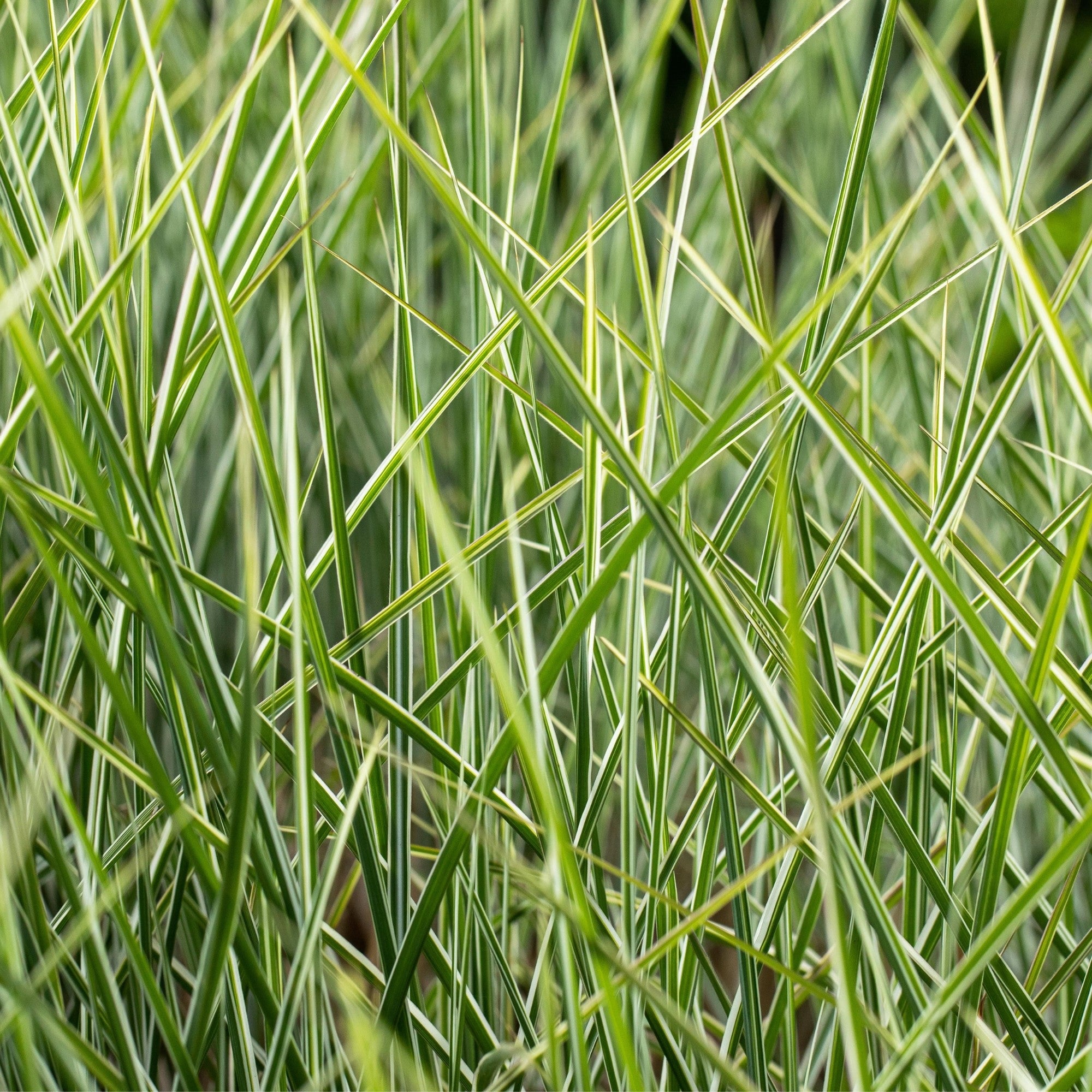 Chinaschilf 'Morning Light'
