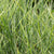 Chinaschilf 'Morning Light'
